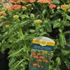 London Bridge Greenhouses & Nursery gallery