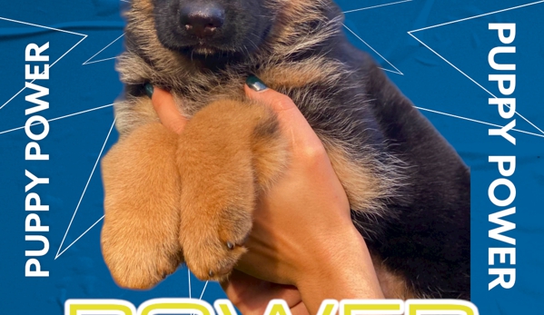 Southernwind kennels - Brooksville, FL. Top German Shepherd Puppies Southernwind Kennels