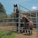 Sea Horse Ranch Barbi Breen-Gurley - Horse Boarding