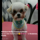 BellaSpaw Mobile Grooming - Pet Grooming