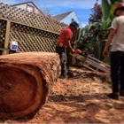 The Urban Arborist