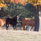 McKey Equine Hospital