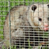 Critter Trapping & Removal Service gallery