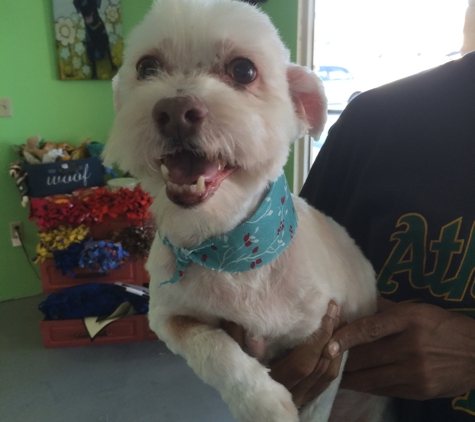 Animal House Dog Grooming by Colt - Bakersfield, CA. After the matted mess