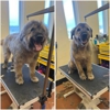 Rocky Mountain K9 gallery