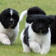 Ozark Legends Newfoundlands