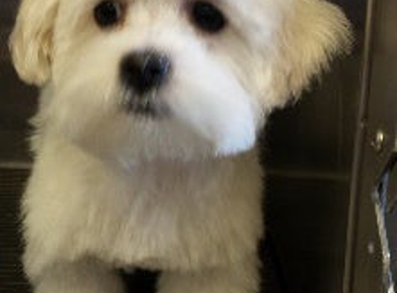 For Pet's Sake Grooming - New Rochelle, NY