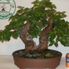 Artisans Bonsai gallery