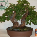 Artisans Bonsai - Fountains Garden, Display, Etc