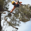 Arborist Standards Tree Care gallery