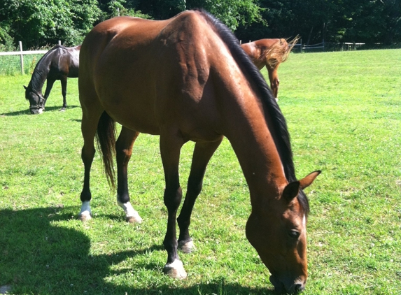 Equine Rescue Inc - Bloomingburg, NY