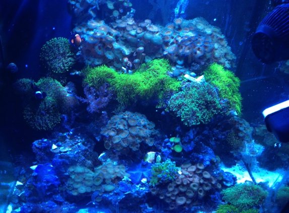 Coral Logic Aquarium - Jacksonville, FL