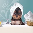 Cindy's Barking Beauties - Pet Services