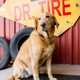 Dr. Tire Inc.