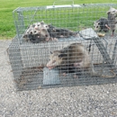 Indiana Wildlife Pros - Animal Removal Services