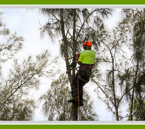 Walton's Tree Care Services - Woonona, NSW. Qualified Arborist