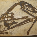 UWSP Museum of Natural History - Museums