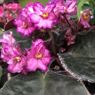 Mickey Hargitay Plants - Los Angeles, CA