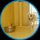 Knollwood Animal Hospital - Kennels