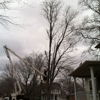 MDL Tree Service gallery