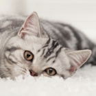 Heaven's Best Carpet & Upholstery Cleaning