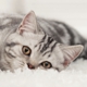 Heaven's Best Carpet & Upholstery Cleaning