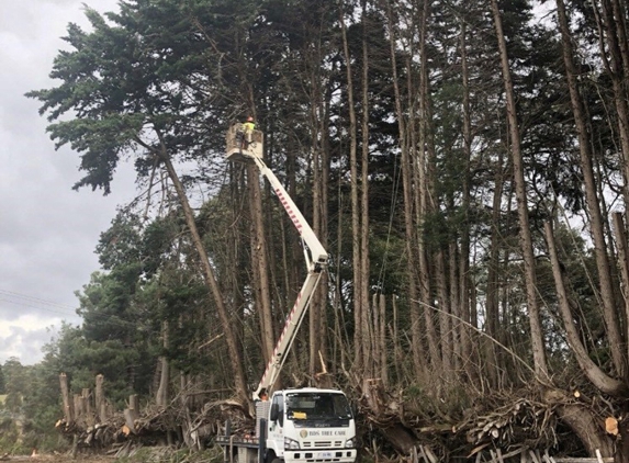 BDS Tree Care