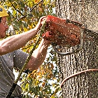 Borgman Tree Service