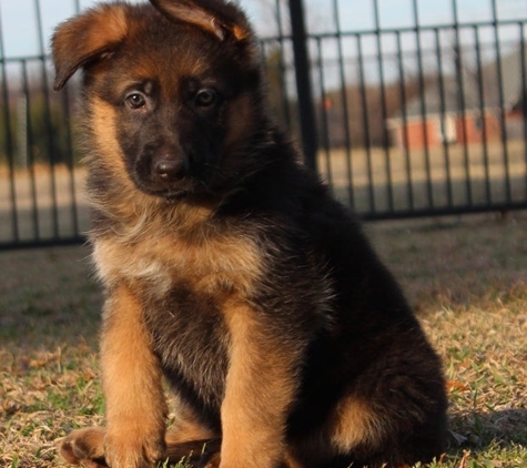 Von Der Otto German Shepherds - Rockwall, TX