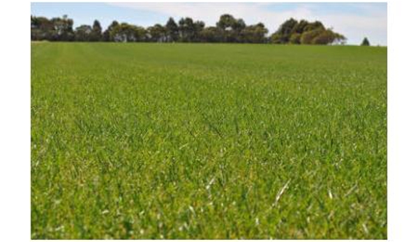 Blue Lake Turf Supplies - Yahl, SA