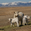 Debruycker Charolais gallery