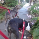 DUSTY TRAIL DOG WALKING AND PET SITTING - Pet Sitting & Exercising Services