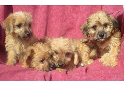windsor oak farms puppies