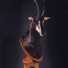 Parsons Taxidermy