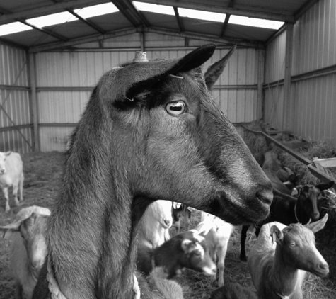 Ulverstone Veterinary Clinic - Ulverstone, TAS