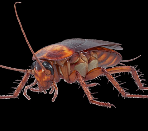 Tedmans Pest Control - Tweed Heads, NSW