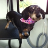 Paws N Tails Mobile Dog Grooming gallery