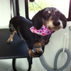 Paws N Tails Mobile Dog Grooming