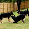 K9-Playtime gallery