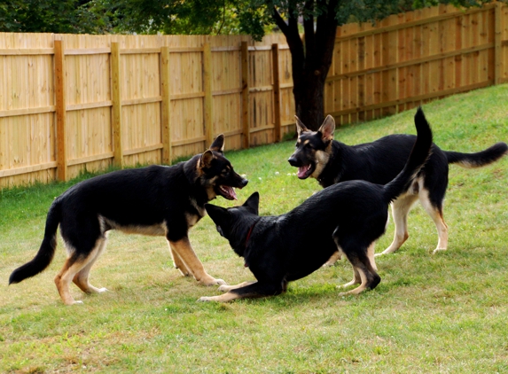 K9-Playtime - Hudson, WI