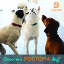 Dogtopia of Montgomery - Pet Boarding & Kennels