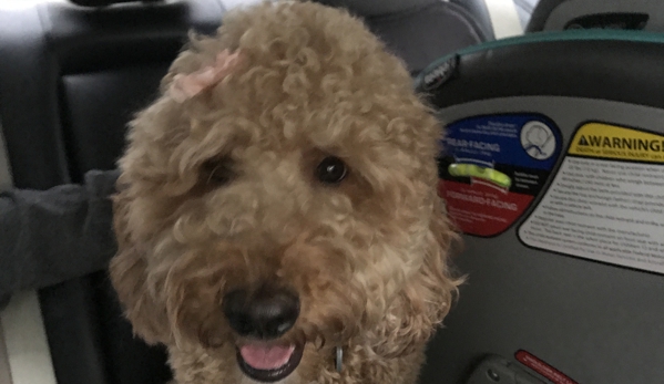 Sunrise Australian Labradoodle - Anthony, FL. Our sweet curly-haired girl!