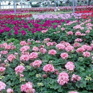 Woldhuis Farms Sunrise Greenhouse - Grant Park, IL