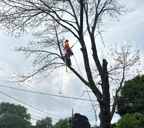 Christmas City Landscaping & Tree Service