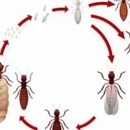 Second Opinion Termite & Pest Control - Pest Control Services-Commercial & Industrial