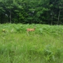 Savanna Portage State Park