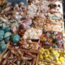 Shell Shop - Shells-Marine