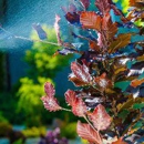 West Plains Termite & Pest Control - Bird Barriers, Repellents & Controls