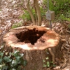 Acer Tree Service LLC gallery