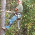 Wayne's Tree Service